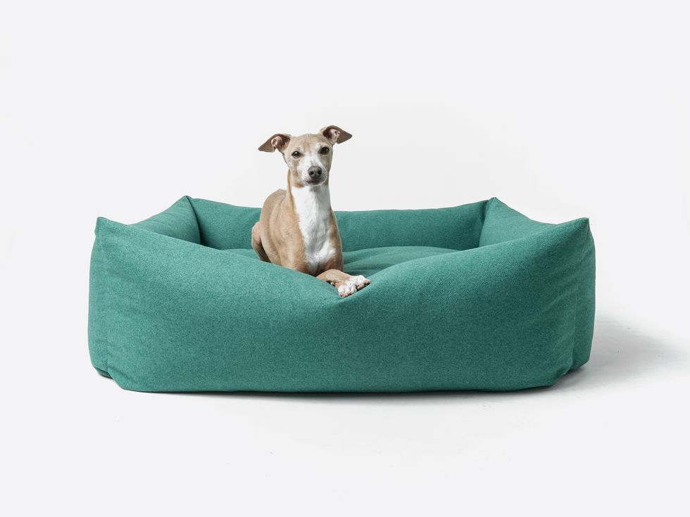 cama para perros accesorios