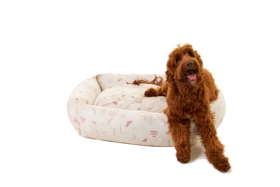 accesorio diseño mascotas cama perros 