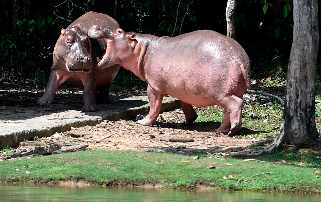 Animales casa pablo escobar